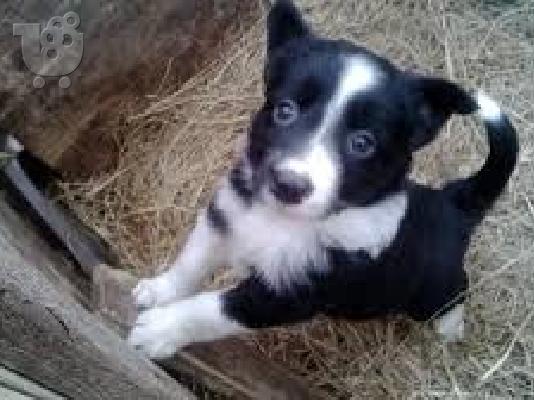 Όμορφα γενειοφόρα κοτέλια Pups